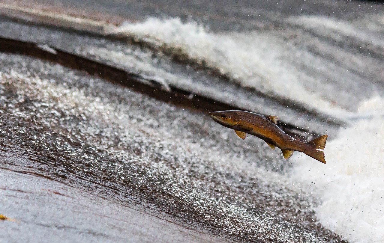 Proč tělo potřebuje Omega 3 a jak je získat bez konzumace ryb